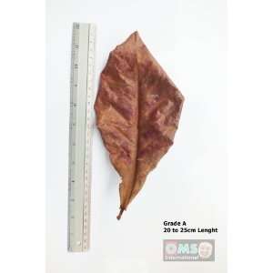  Indian Almond Leaves for Fish Tank (Grade A, 20 to 25cm 