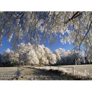 Trees Covered with Hoar Frost, Bavaria, Germany, Europe Photographic 