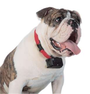 PetSafe PRF 275 19 Stubborn Dog Extra Receiver Collar  