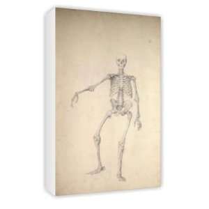 Human Skeleton, Anterior View, Right Arm   Canvas   Medium   30x45cm