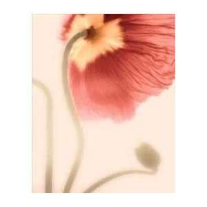   Poppies I   Artist Geissler  Poster Size 20 X 16