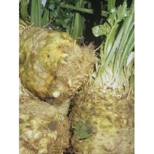  Celeriac, Celery Root (Apium Graveolens Var. Rapaceum 