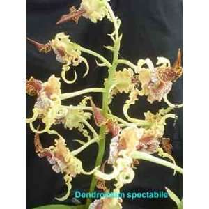 Dendrobium spectabile 440S  Grocery & Gourmet Food