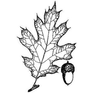  Oak leaf and acorn large rubber stamp Arts, Crafts 