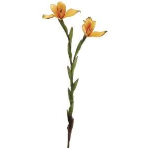  23 Lycaste Vanda Orchid Spray Yellow Gold (Pack of 12 
