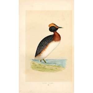  British Birds 1St Ed Morris 1851 Dusky Grebe 295