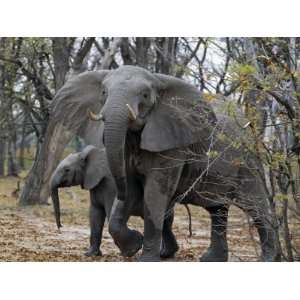 Elephant Matriarch, or Family Head, Looks Menacing in Wooded Area of 