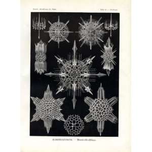  Ernst Haeckel 1904   Acanthophracta   Artforms of Nature 