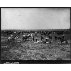  Branding Mavericks,branding cattle,Colorado/Utah?,c1905 