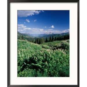  Milkvetch and Mt. Crested Butte, Gunnison National Forest, Colorado 