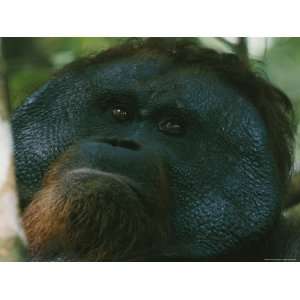 Orangutan, Gunung Palung National Park, West Kalimantan, Borneo Island 