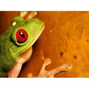  Red Eyed Tree Frog, Close up of Head and Front Feet, Costa 