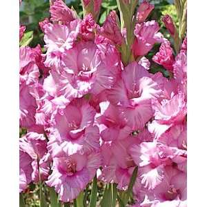  5 Gladiolus   Romance bulbs Patio, Lawn & Garden
