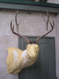 Perfect 4x4 MULE DEER RACK antlers whitetail moose elk  