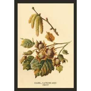  Hazel, Catkins and Fruit 24X36 Giclee Paper