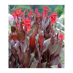  Canna Australia Patio, Lawn & Garden