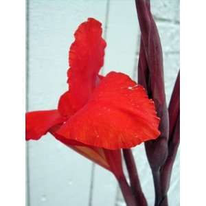  Canna Australia dark maroon leaves 10 rhizomes Patio 