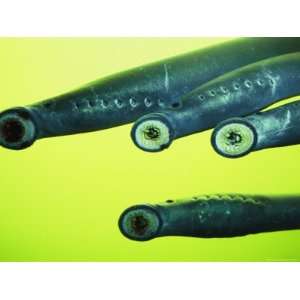  Lamprey Eels Clinging to Glass at the Bonneville Dam on 
