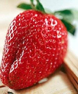 Buy Strawberry Seeds and Plants