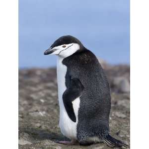 Chinstrap Penguin (Pygoscelis Antarctica), Aitcho Island, Antarctica 