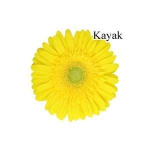  Kayak Yellow Gerbera Daisies   72 Stems Arts, Crafts 