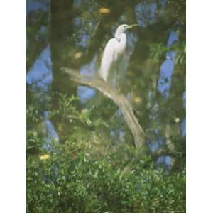  A Reflection of a Snowy Egret Perched on a Twisted Branch 