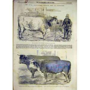   1856 Chelmsford Royal Show Bull Hereford Cattle Print