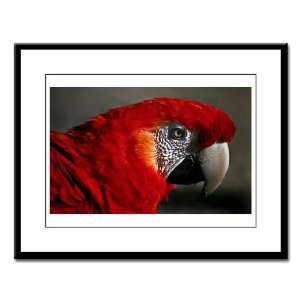  Large Framed Print Scarlet Macaw   Bird 