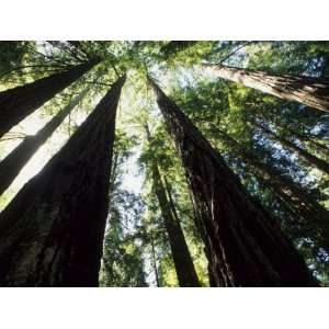  Old Redwood Trees, Muir Woods, California, USA 