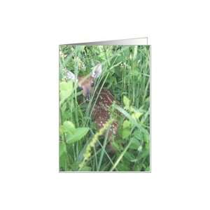 Baby Deer in tall grass Card