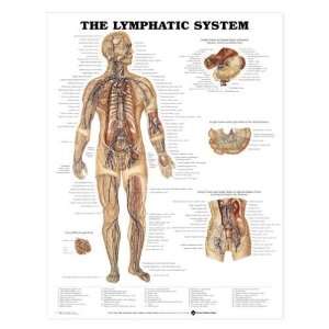 The Lymphatic System Anatomical Chart  Industrial 