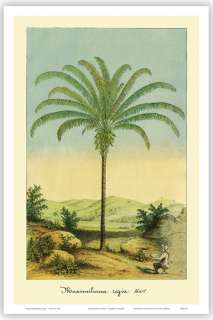 Engraving Art HAWAII Tropical Palm Tree Botanical Print  