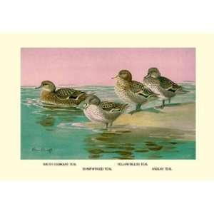   By Buyenlarge Four Types of Teal Ducks 20x30 poster