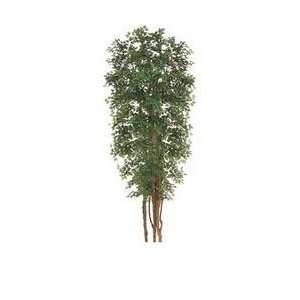 Ming Aralia Tree sold Non Potted