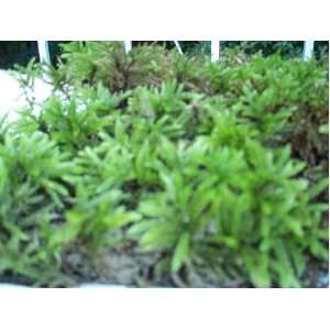  Live Tree Moss (Climacium Dendroid) for Fairy Garden 