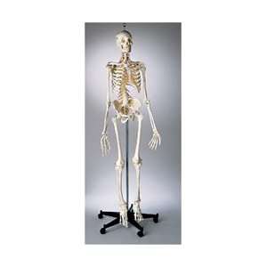  Premier Kinesiology Skeleton Model, Sacral Mount 