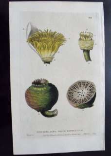 BAXTER ANTIQUE PRINT NYMPHAEA ALBA, WATER LILY ANATOMY  