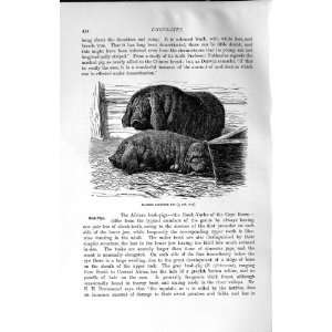  NATURAL HISTORY 1894 MASKED JAPANESE BUSH PIG ANIMALS 