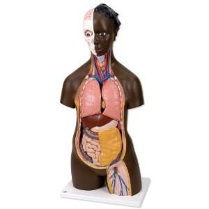  3B Scientific African torso unisex 16 parts Health 