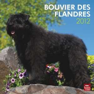  Bouvier Des Flandres 2012 Wall Calendar 12 X 12 Office 