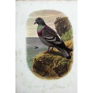   CassellS Birds C1870 Columba Livia Rock Pigeon Colour