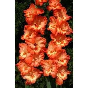  Gladiola Holiday 12 14 cm. 750 pack Patio, Lawn & Garden