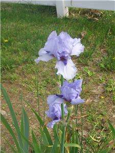 MIXED COLORED HYBRID TALL BEARDED IRIS SHIPPING NOW  