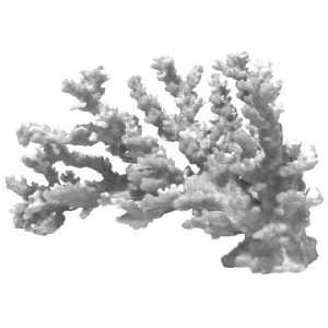  Ornament Coral 10in 12in   BLE CORAL BRANCH NAT MD