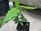 Bay Laurel, Bay leaf (Laurus nobilis) 1 Plant 4 inches Pot.