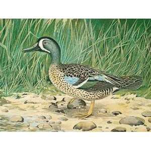  Blue Winged Teal (Canv)    Print