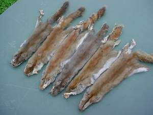 Canada PINE SQUIRREL PELT w/ft. TANNED taxidermy mount  