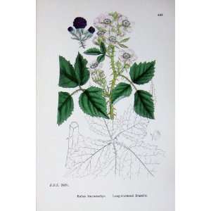  Botany Plants C1902 Long Clustered Bramble Rubus Flower 