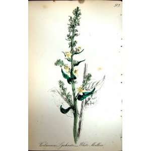  Flowers C1880 Colour Plate Flora White Mullein