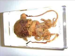 Sea Animal Specimen   Mimika Bobtail Squid  